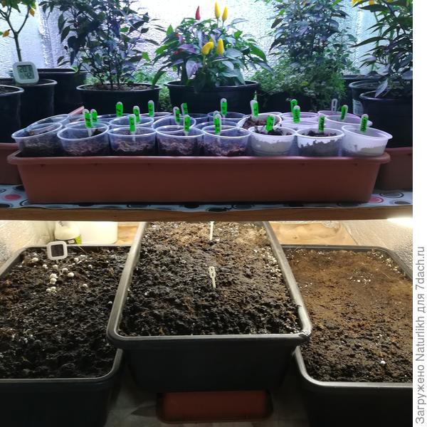 И мамки и дети(в рассаде) . Дело было в ноябре.