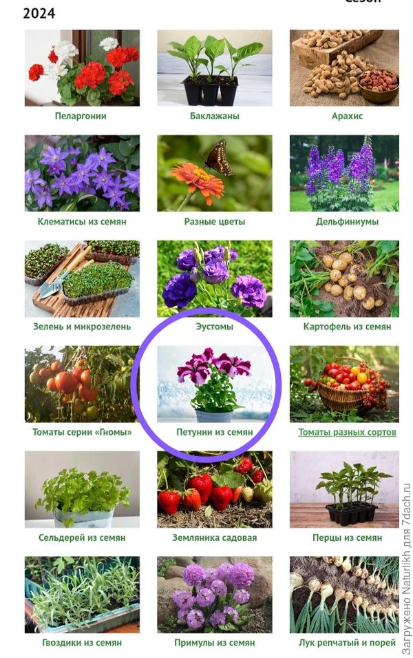 Не нашла петунии, попадаю в примулы