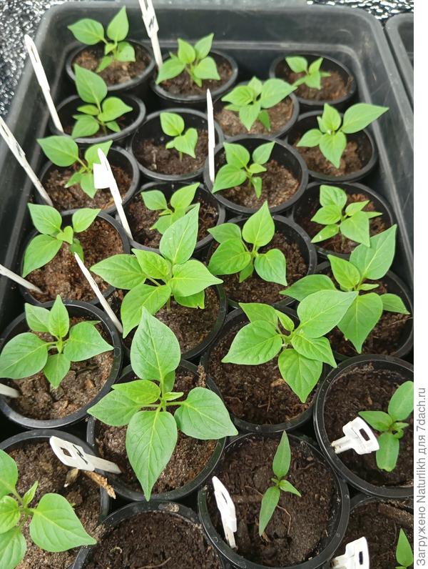 Чикнула макушки у Бикиньо (листики сердечком)