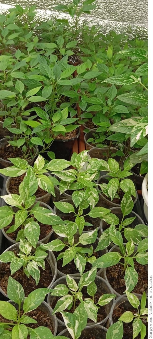 УШУстая компания, на заднем плане черные жемчужинки