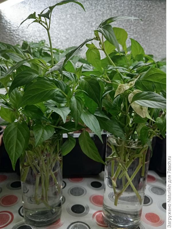 Читала, что перец легко размножается черенкованием.