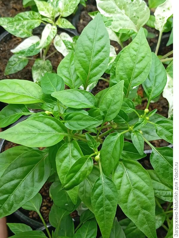 Это самый миниатюрный Maya SP Bronze