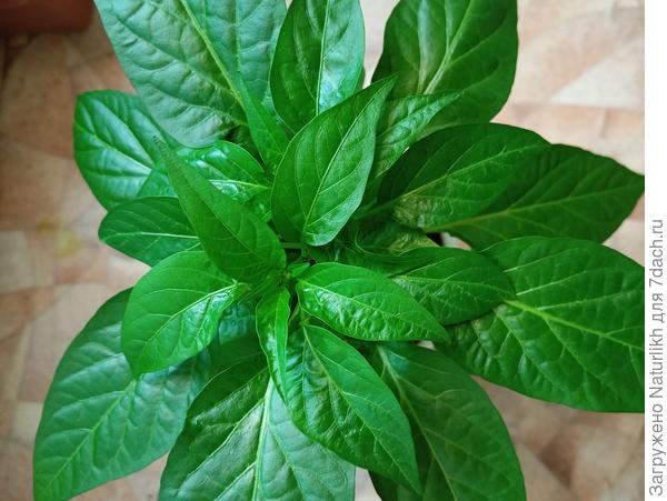 Такой жирдяй, аж глаз радуется. После обрезки листья увеличились  в размерах, пошли в рост боковые побеги.