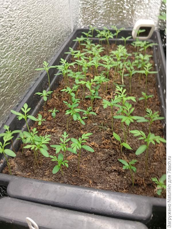 Пока радуют только всходы из своих семян.