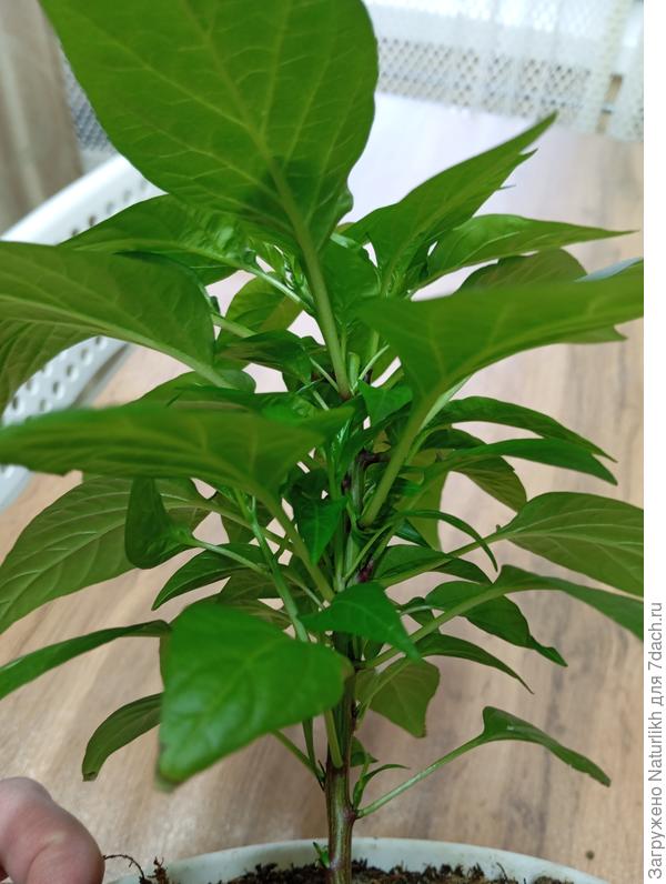 Он же спустя время, не помню сколько. Теперь точно будет куст..