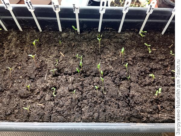 Бархатцы покупные вроде вылезли