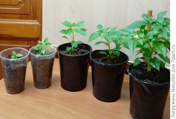 Один сорт компактного перца . Сеяла каждые 2 недели, начиная с декабря. Считаю, в декабре сеять рано . Декабрьские зацветают