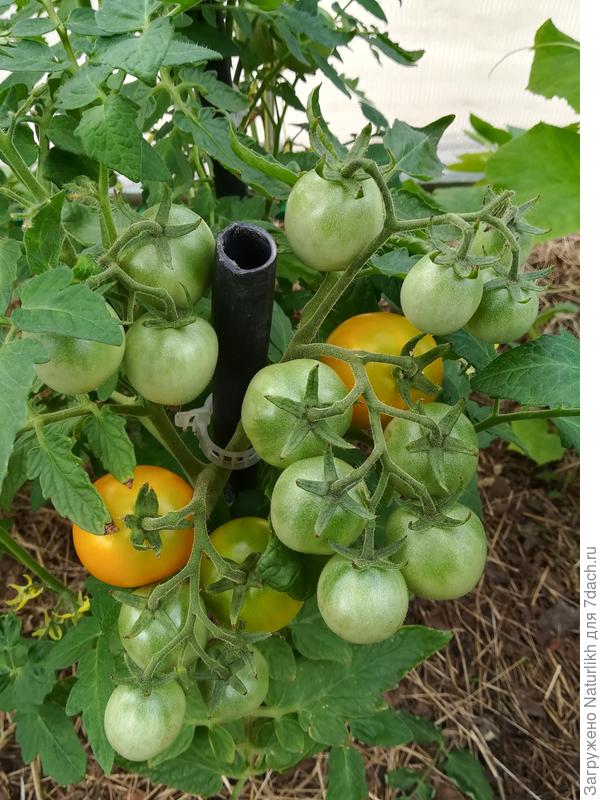 Середина июля. Янтарный