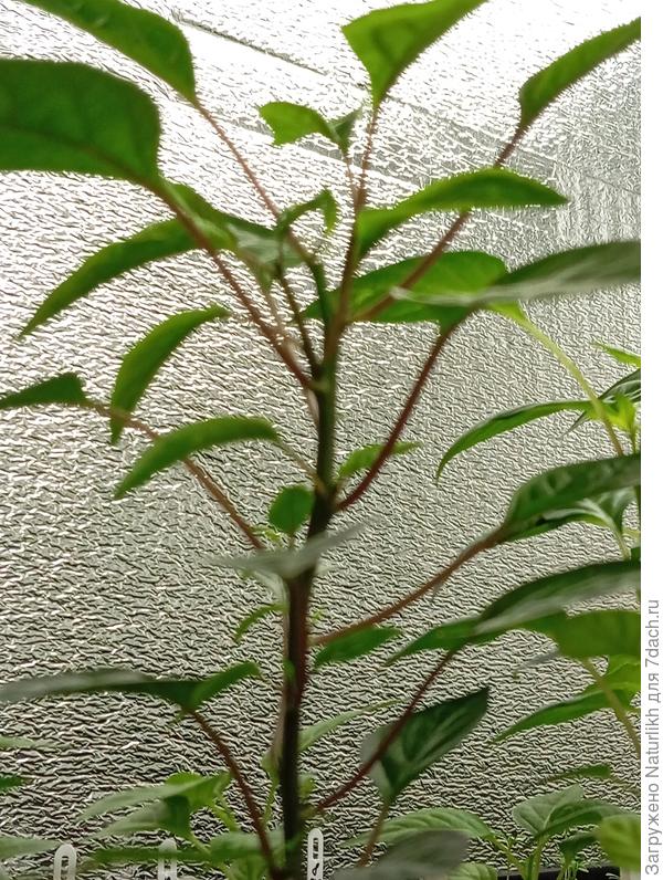 Такие ноги палки мне не нравятся. Обрезала до развилки.