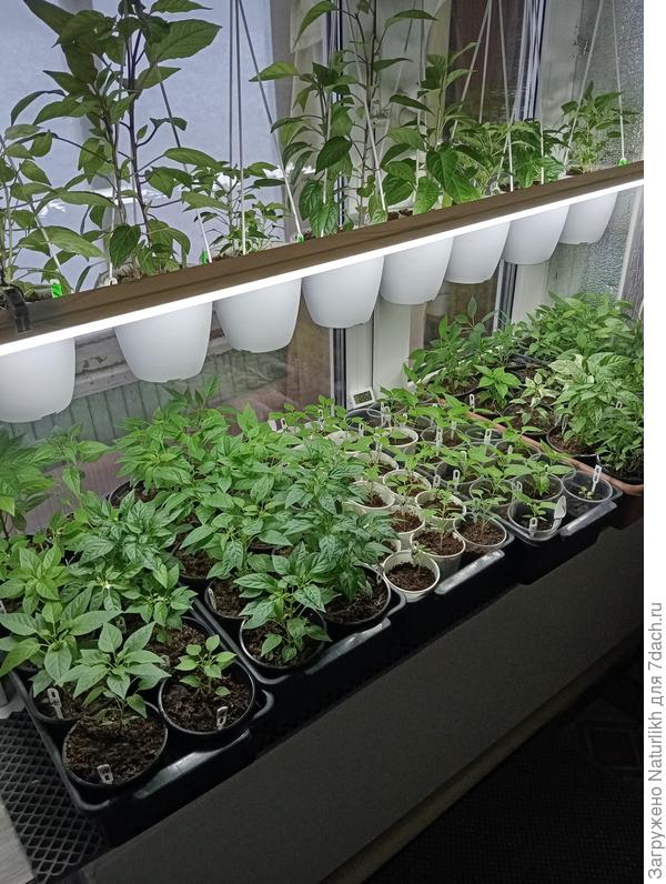 Часть моих острячков