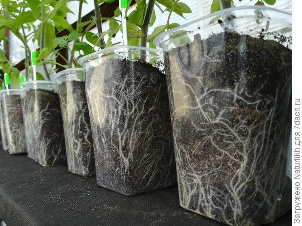 В литровых томаты ждали высадки в грунт.