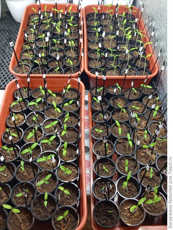 Посевы первой половины марта.