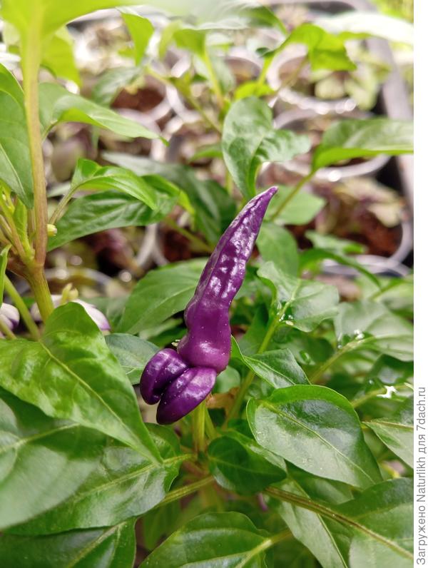 Развернула горшок от стены, а там такой чудик завязался.