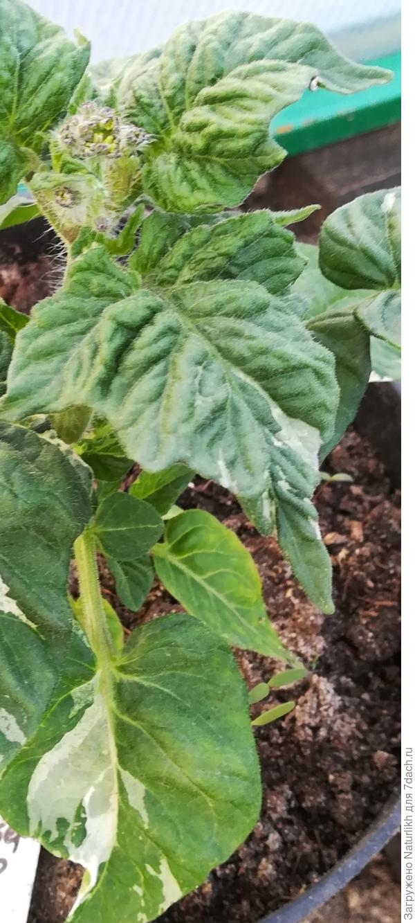 Точно, там были такие листики.