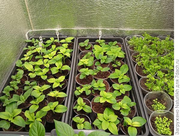 Двухнедельные черенки