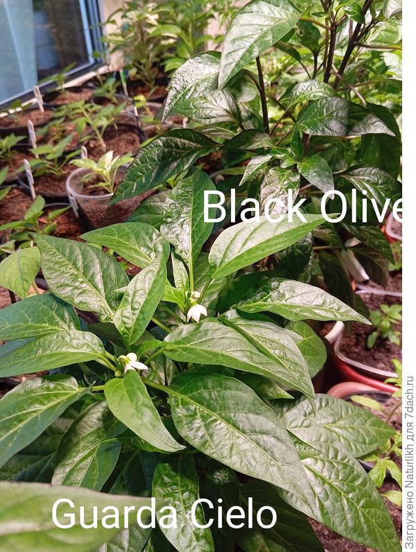 Чикнутые острячки