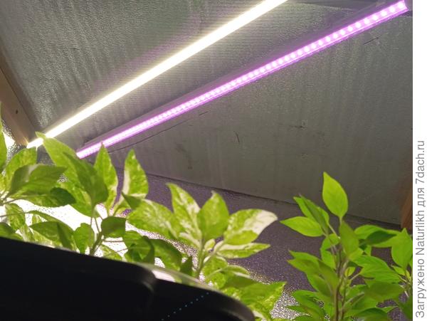 С белых светильриков матовый рассеиватель сняла, доп красная лампа.