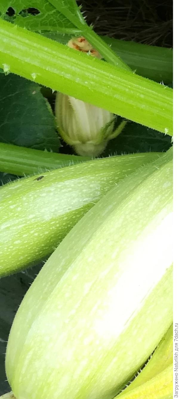 Вот тут на солнышке блестят