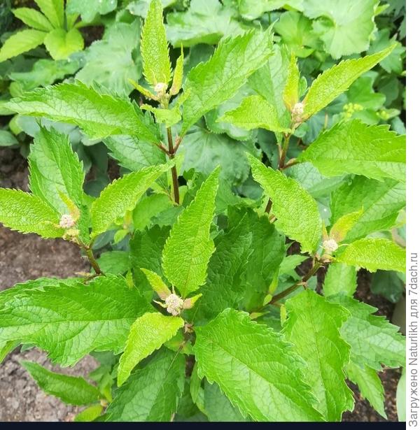 Это фото на 20 августа, в это период распускаются первые лилии. Но и лилии у меня не успевают распуститься до заморозка.