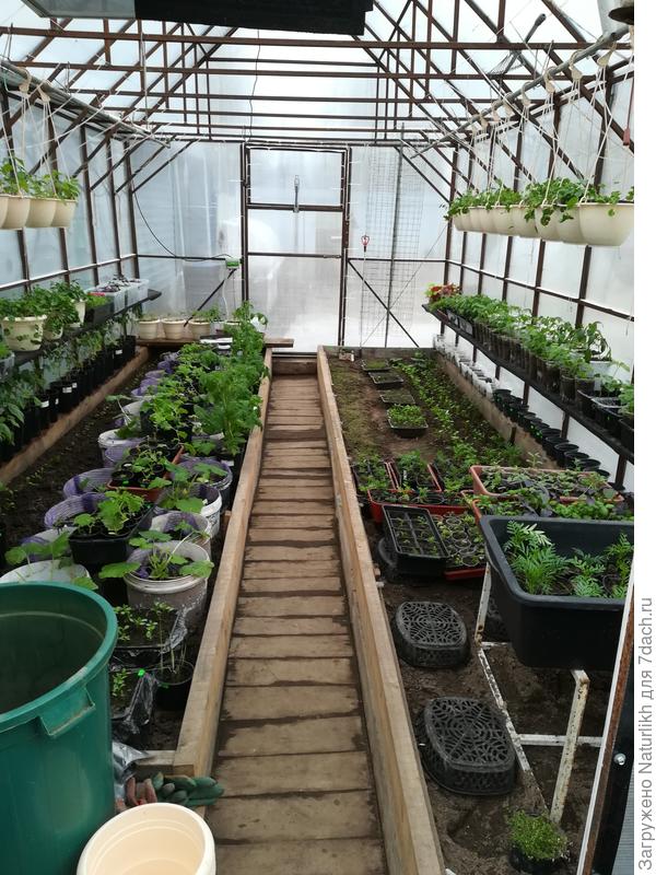 Слева в ведрах кабачки. Высаживаю вместе с  сеткой.