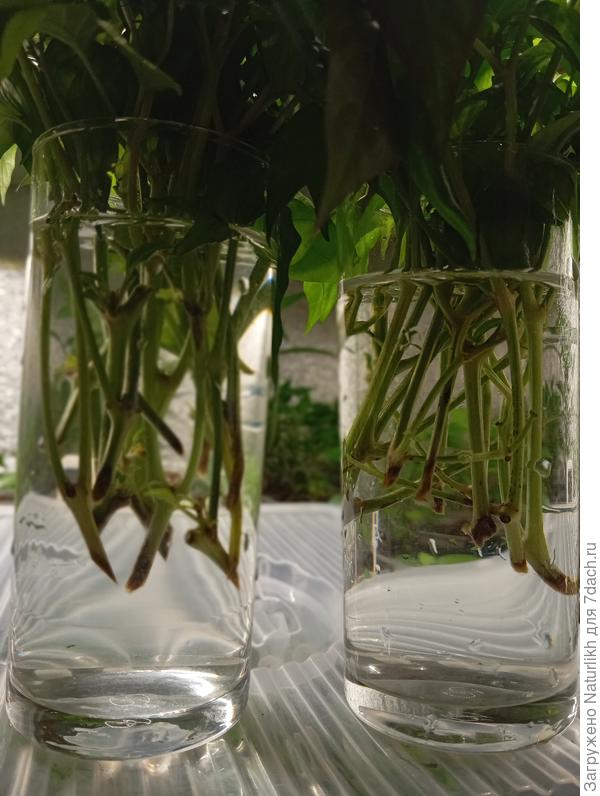 30 тдней в воде