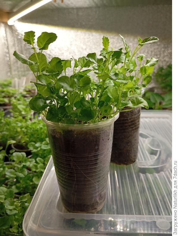 Радует лобелия, сеяла нооубые кустовые, голубые и белые ампельные.