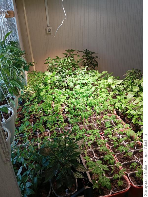 19 сортов перца и 22 томатов