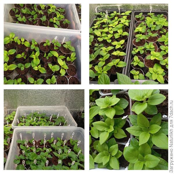 Думала, год будет без петунии. Очень плохо всходили, извела 34 пакета. Имею на сегодня только 19 сортов/гибридов по 2-4шт каждого. Черенки тайдалов немного хлорозили, хлороз победили!!!