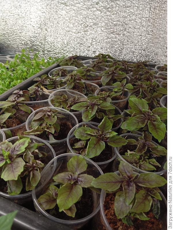 Базилик очень любим, сеяла много. Рурпурный шар, гном, пурпурная Королева, гвоздичный