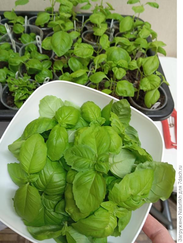 На днях обрезала базилик, можно сказать первый урожай