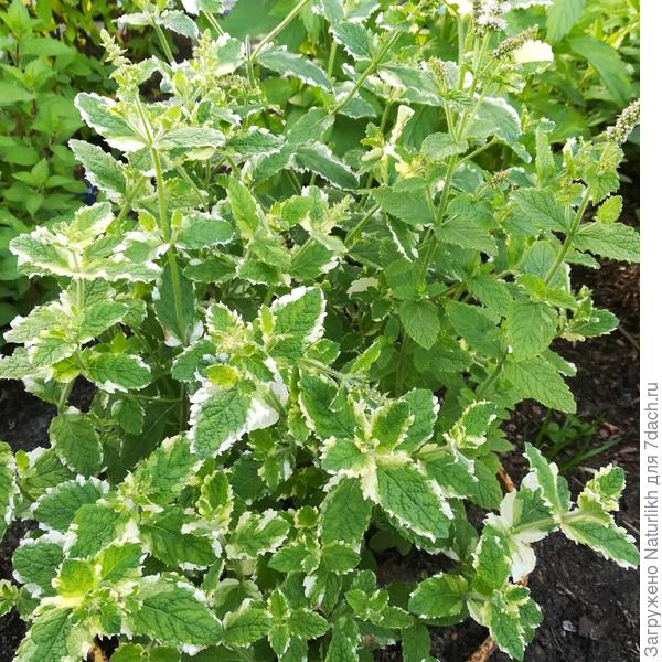 На некоторых Фото видны желтые бортики