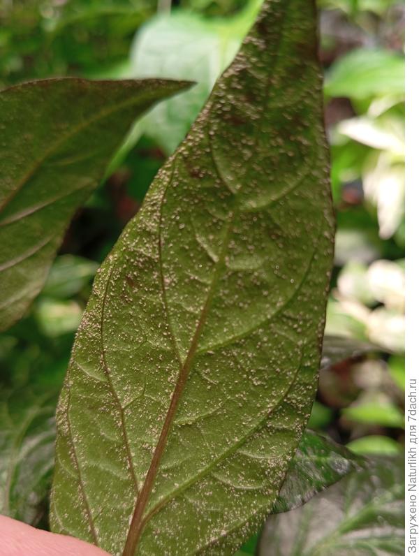 Это те листья.