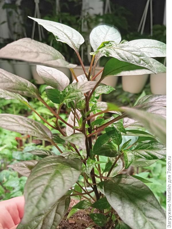 Новые листики растут здоровыми