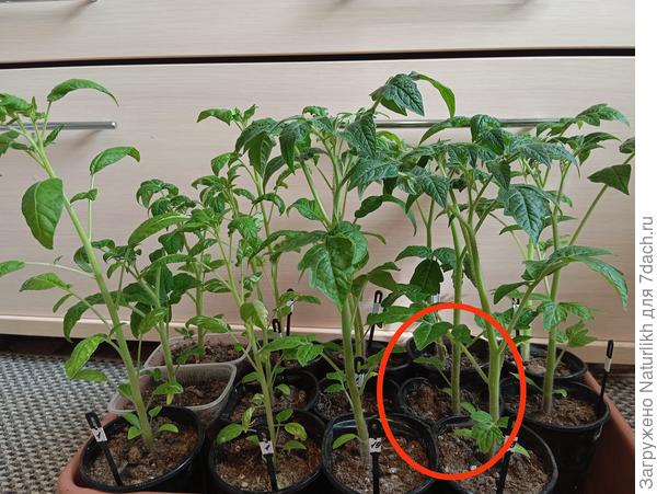 Вот еще один под вопросом. Дцмаю, чтр стволик со временем истончится в месте этих мокрых пупырок.