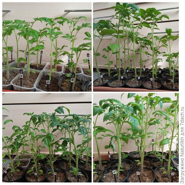 И вот такие есть