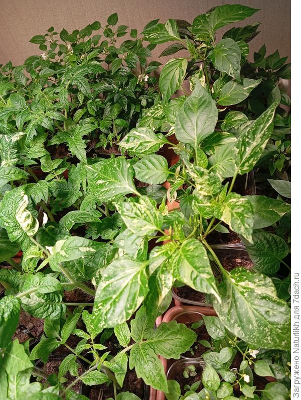 Со Сладкого пестролистного перца удаляю бутоны