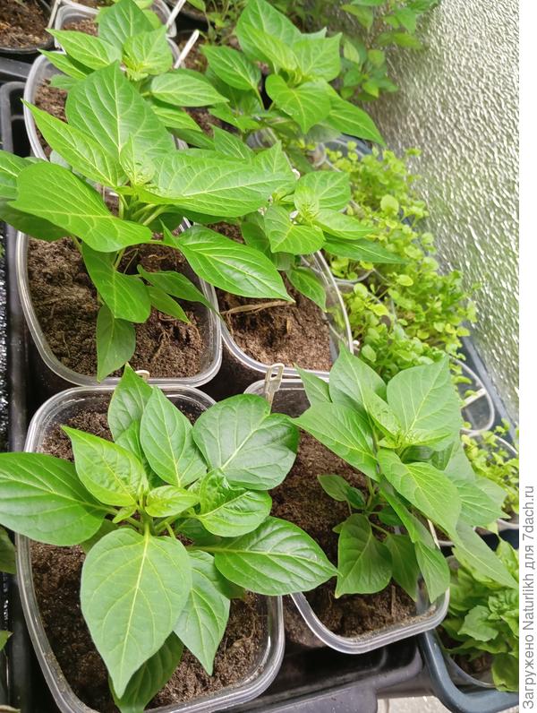 Перчик бикиньо