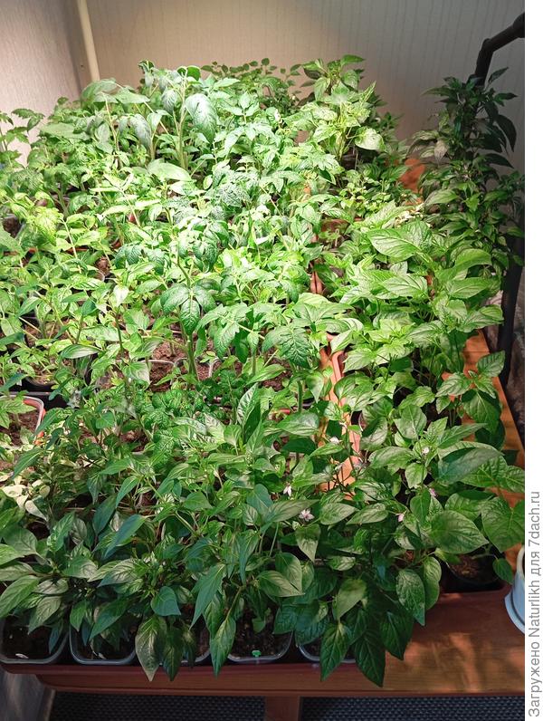 Тут светильник помощнее на 100вт, около метра от поверхности стола. Установила только в апреле и рассада заметно мощнее. Толькотнет возможности впихнуть все на этот стол.