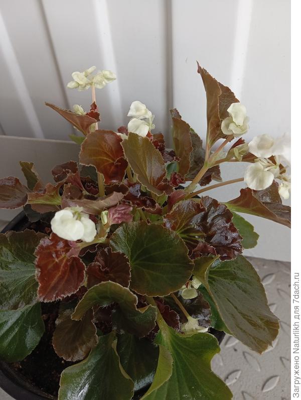 Из смеси семян 1 красная, остальные белые