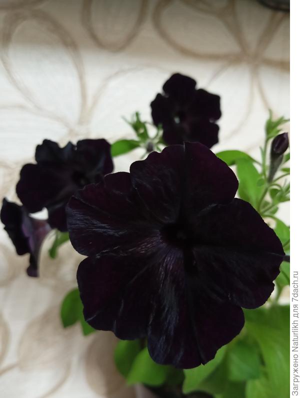 Черная вишня