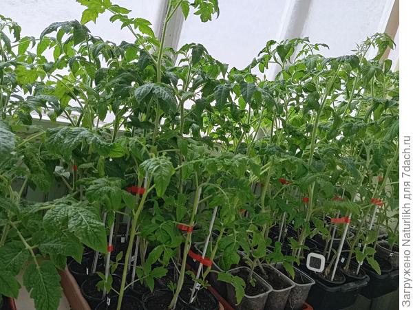 Томатный лес. Так и дотянули в поллитровых ёмкостях.