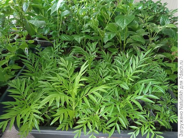 К июню все поедут на дачу, пока закаляются