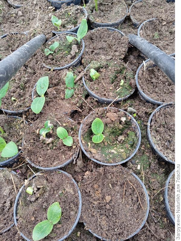 И  даже проклюнулись кабачки. Они были под пленкой