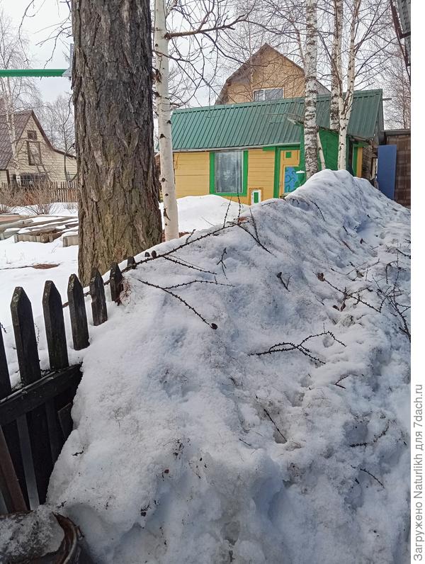 Погорячилась я , высадив смородину вдоль забора