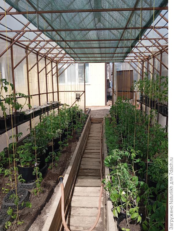 И поселила временно горшечные перцы