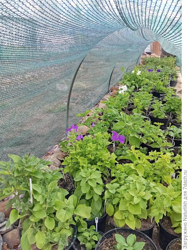 Петуниевый рай растянулся на  6 метров