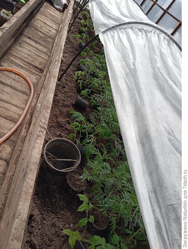 Несколько дней полулежачие томаты прятала под дугами