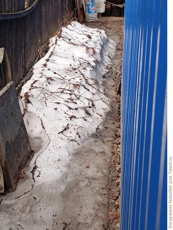 11 июня? да!!!!Тает прошлогодний снег