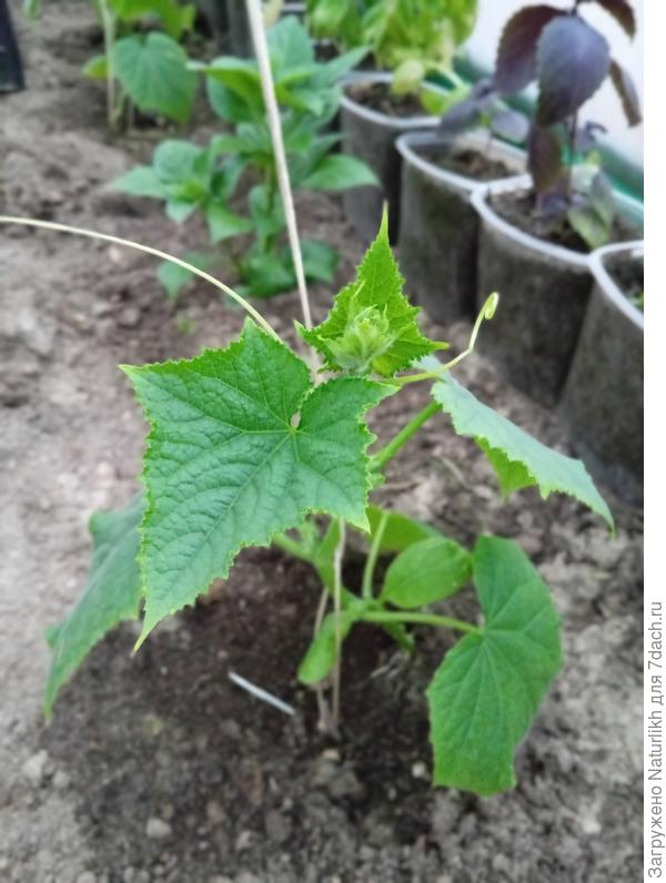 Базилик постарше пока вдоль стен теплицы.