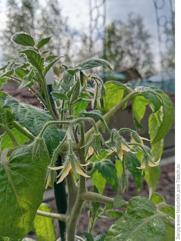 Куда им деваться, цветут родненькие